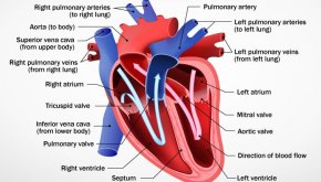 كيف يعمل القلب ؟
